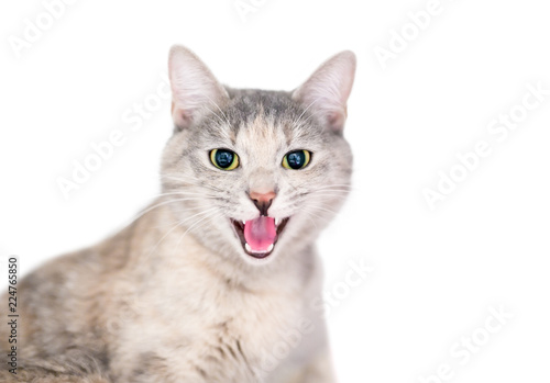 Tapeta A domestic shorthair cat with dilated pupils and its mouth open in a hiss or ang