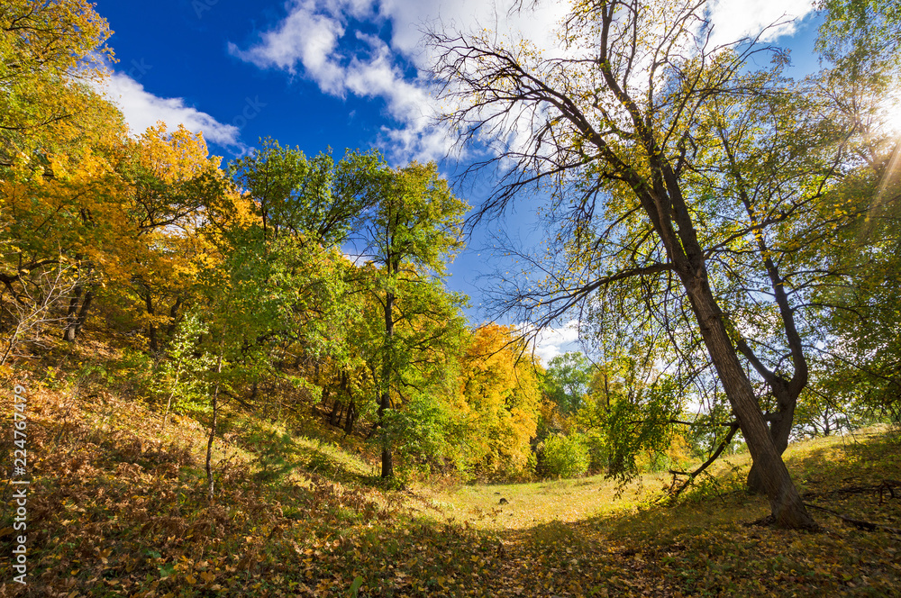 Naklejka premium autumn forest, forest road