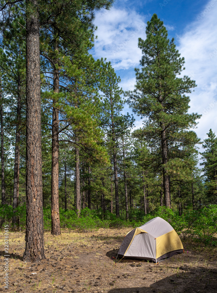 Ponderosa Pine Forest Campsite Ponderosa Pine Forest Campsite