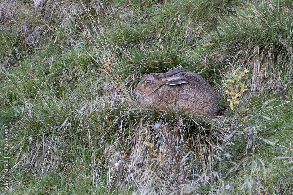 brown Hare, Lepus europaeus, resting and eating amidst long grass during early evening in the cairngorms NP, scotland. brown Hare, Lepus europaeus, resting and eating amidst long grass during early evening in the cairngorms NP, scotland.