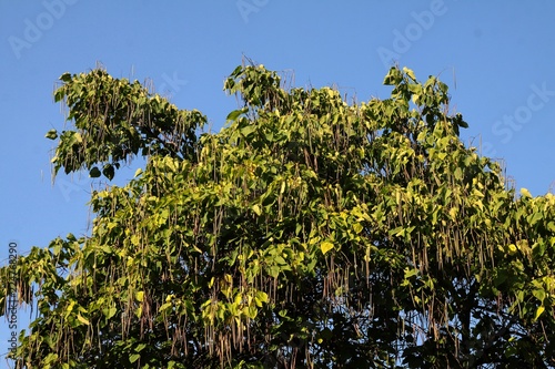 Catalpa erubences tree with husks and seeds