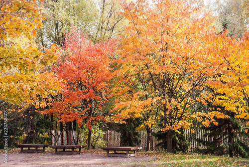 benches under the autumn trees in a park