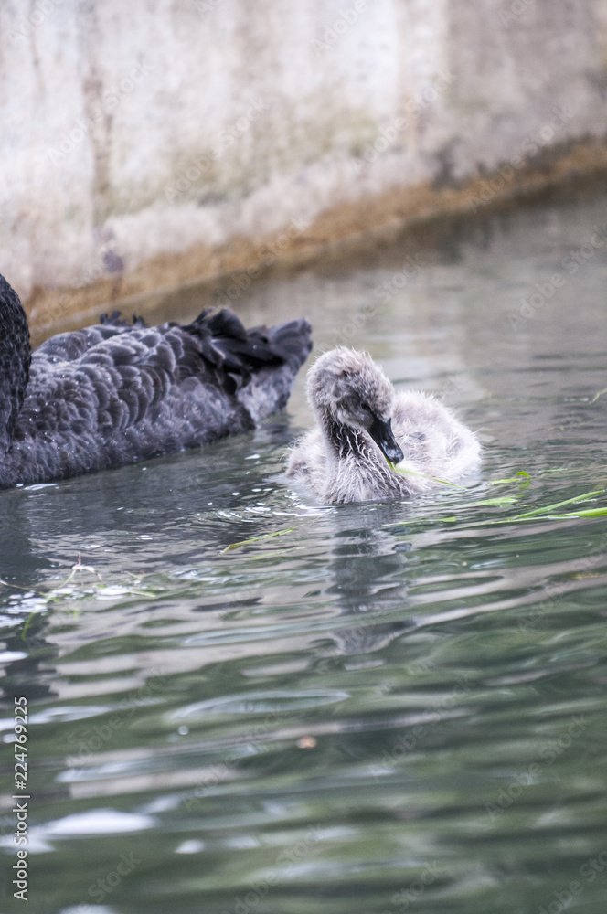 Obraz premium A beautiful white Swan with her offspring swim in the pond.