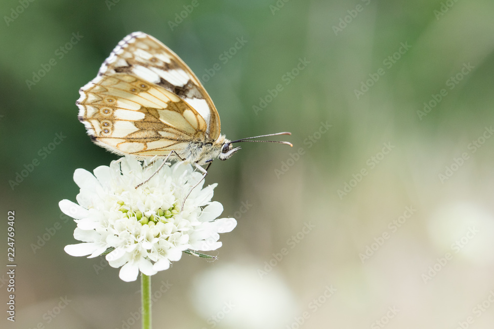 Melanargia galathea Schachbrett Falter Melanargia galathea Schachbrett Falter