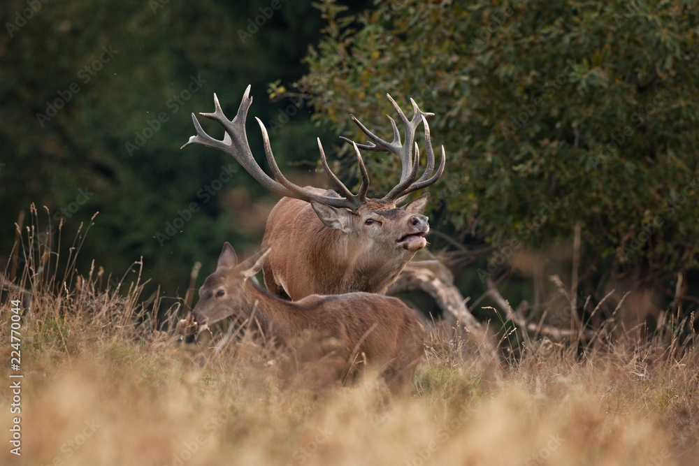 Fototapeta premium red deer, cervus elaphus, Czech republic