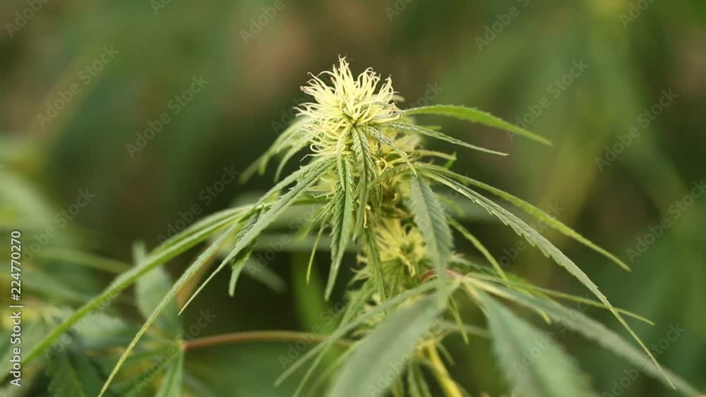 marijuana flower blooming medical cannabis plant marijuana flower blooming medical cannabis plant