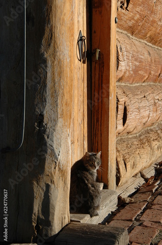 Cat basking in the sun in the winter morning.