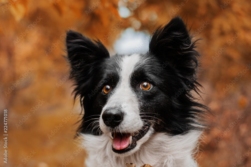 border collie dog  funny autumn portrait in yellow leaves