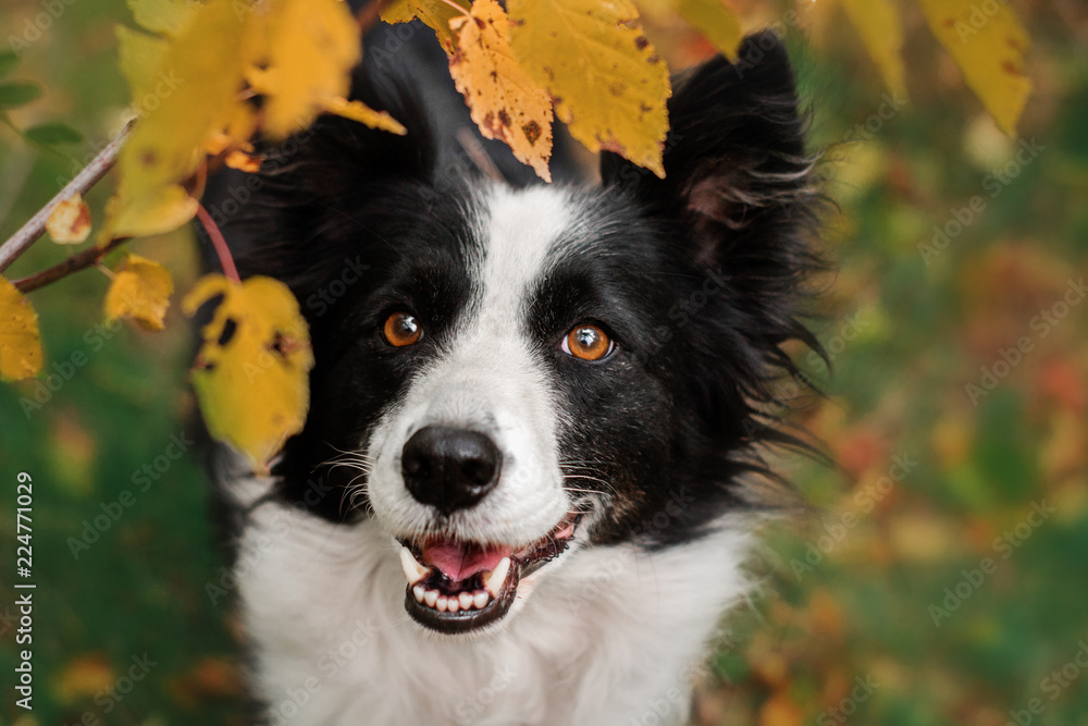 border collie dog beautiful autumn portrait in yellow leaves