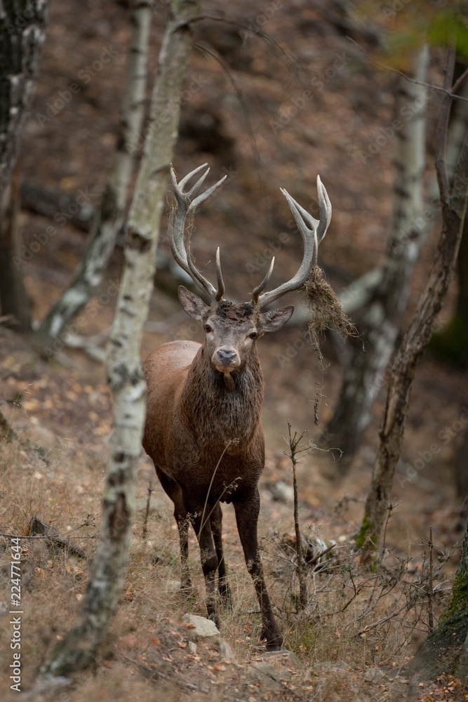 red deer, cervus elaphus, Czech republic
red deer, cervus elaphus, Czech republic