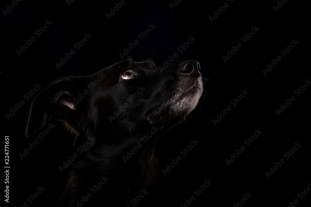 Schwarzer Mischlingshund auf schwarzem Hintergrund Schwarzer Mischlingshund auf schwarzem Hintergrund