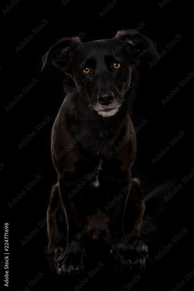 Schwarzer Mischlingshund auf schwarzem Hintergrund Schwarzer Mischlingshund auf schwarzem Hintergrund