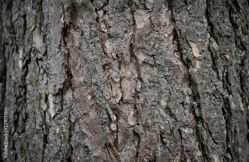 Bark on a Hemlock tree detail