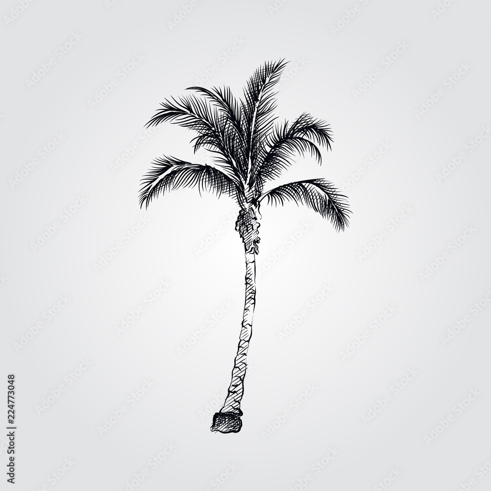 Fototapeta premium Hand Drawn Coconut Palm tree Sketch Symbol isolated on white background. Vector tropical elements art highly detailed In Sketch Style. Vintage vector illustration.