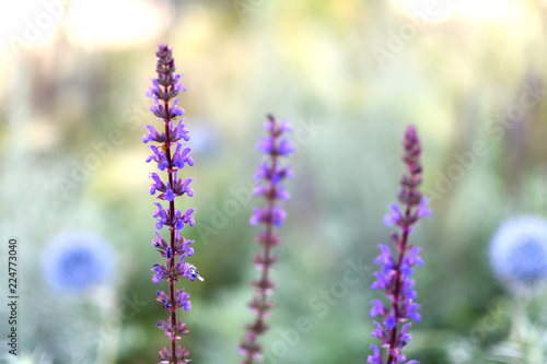 Purple flowers on soft blurred background.