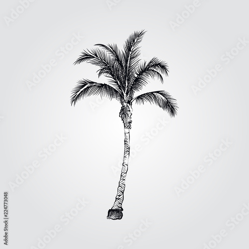 Hand Drawn Coconut Palm tree Sketch Symbol isolated on white background. Vector tropical elements art highly detailed In Sketch Style. Vintage vector illustration.