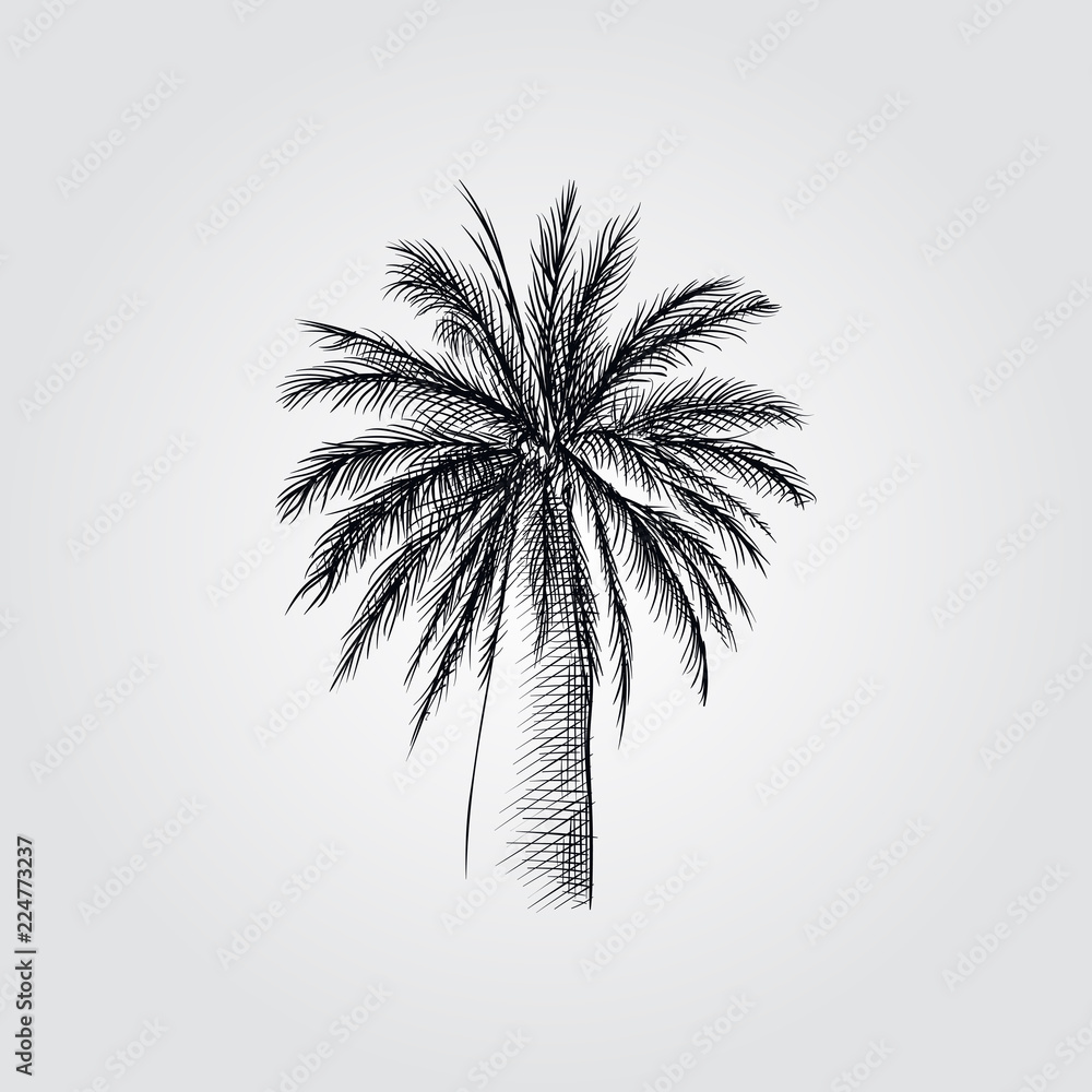 Naklejka premium Hand Drawn Palm tree Sketch Symbol isolated on white background. Vector tropical elements art highly detailed In Sketch Style. Vintage vector illustration.