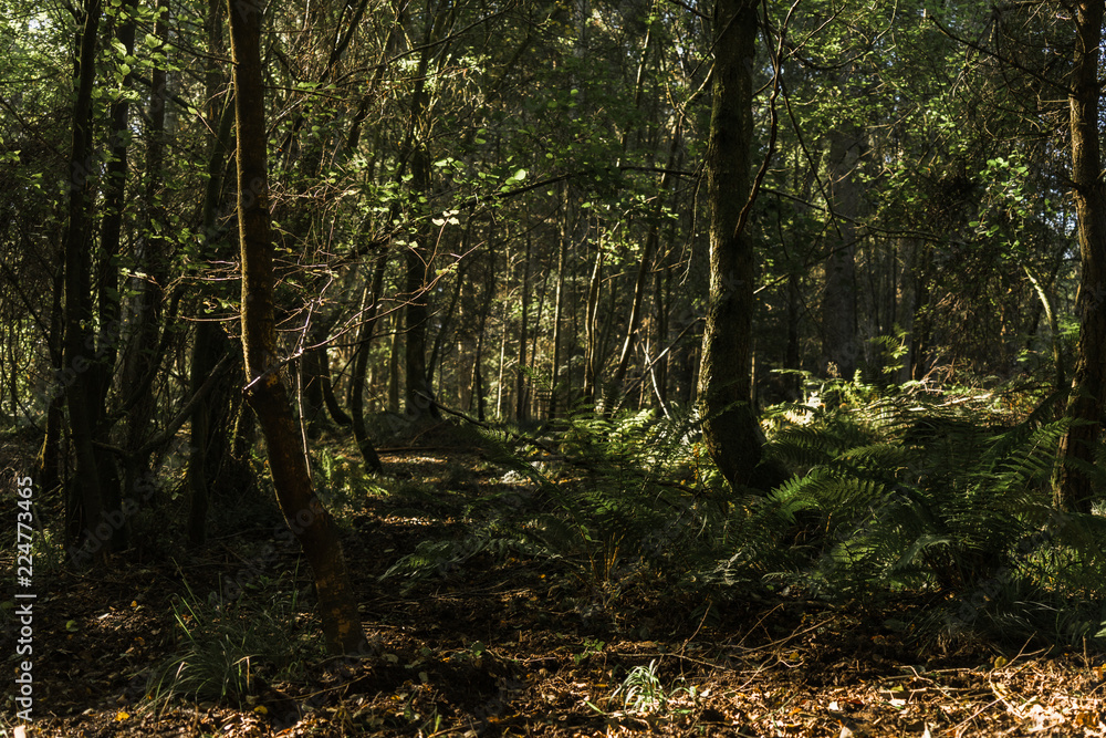 Obraz premium Autumn Trees with high compression.