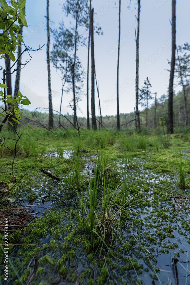 Fototapeta premium The swamp in the forest next to the lake