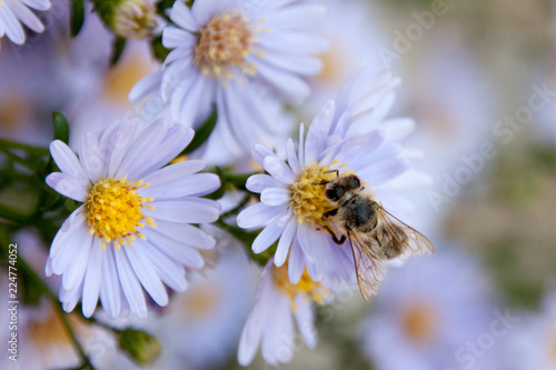 European bee on flowers