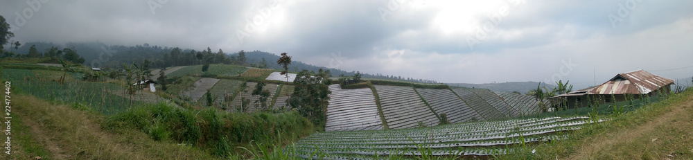 mountainous ricefields
