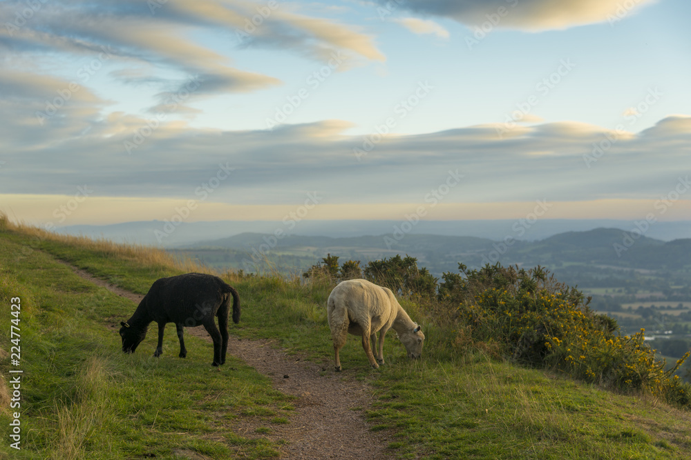 Sheep grazing in the sunset on the Malvern Hills Worcestershire