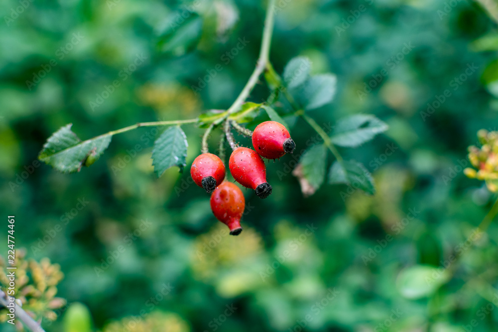 Wild berries of a forest in Europe. Wild berries of a forest in Europe.