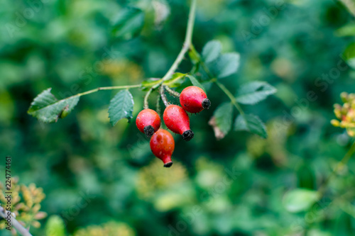 Wild berries of a forest in Europe.