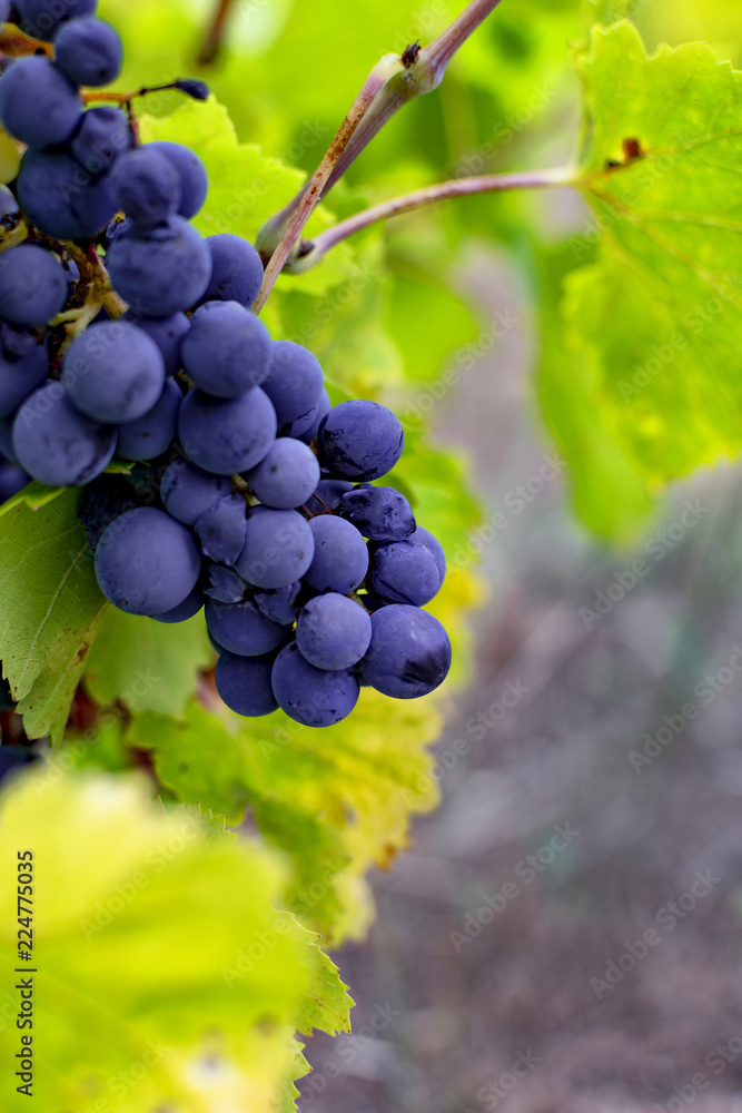 Naklejka premium Grape vine of the Tempranillo variety grown in Europe.