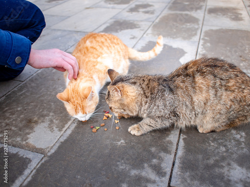 The hand of a teenage girl with food and two hungry stray cats on the street eat food on the pavement