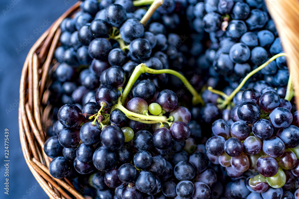 Wicker basket full of Tempranillo grapes Wicker basket full of Tempranillo grapes