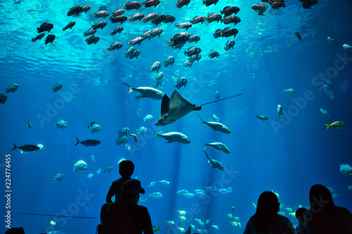 Father and son along with other unidentifiable silhouettes admiring fish and rays in a giant, blue water aquarium