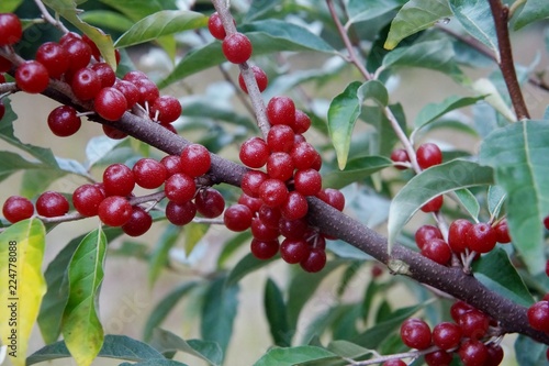 Autumn Olive berries