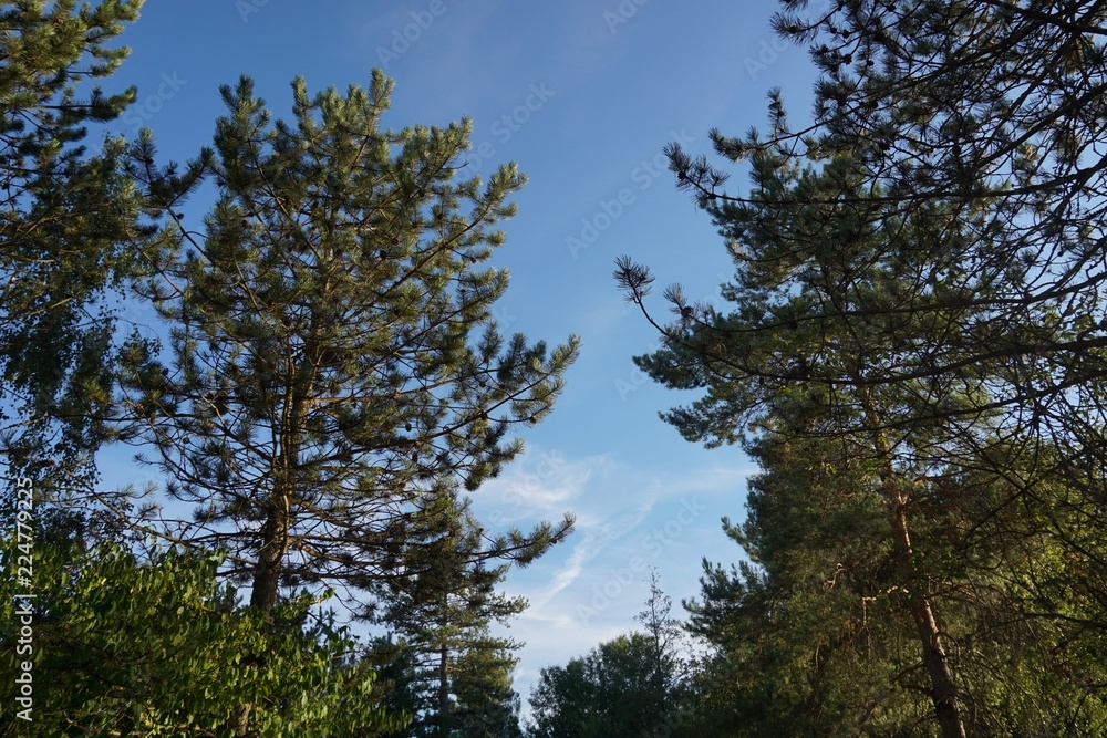 Obraz premium Pins Sologne