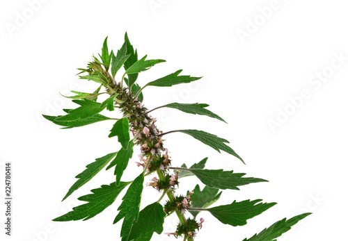 Motherwort Medicinal Herb Plant. Isolated on White Background. Also Leonurus Cardiaca  Throw-Wort  Lion s Ear or Tail.