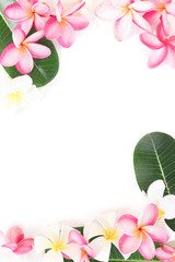 Keuken achterwand Frangipani Tropische rand met palmbladeren en plumeria  © AnnaMoskvina