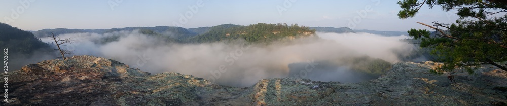 Fototapeta premium Forest River Fog