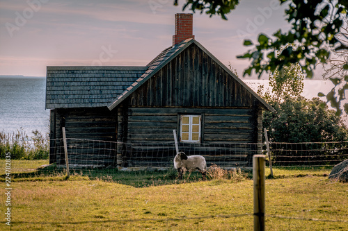 Cozy, wooden house at sunset. A little lamb near the house. The sea in the background. Estonia, the Baltic States, Open air museum in Viimsi, Tallinn