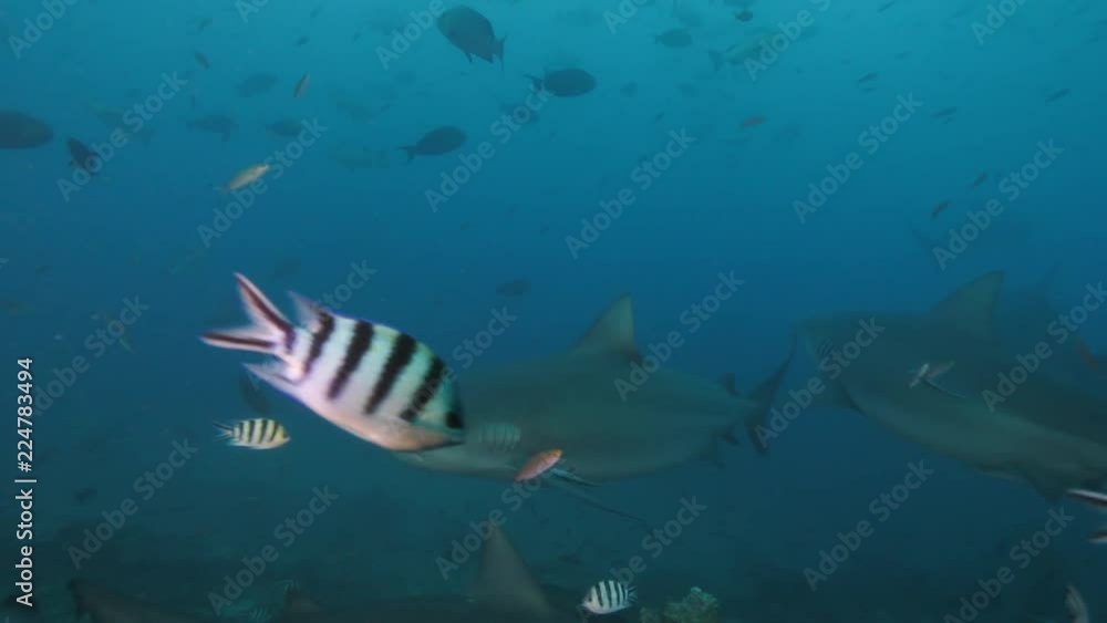 Deep ocean, wildlife scenery, Bullshark feeding underwater, a lot of sharks swimming around, closeup shot, predator passing by, blue sea water on background, extreme diving at Fiji Deep ocean, wildlife scenery, Bullshark feeding underwater, a lot of sharks swimming around, closeup shot, predator passing by, blue sea water on background, extreme diving at Fiji
