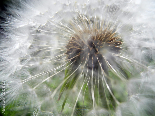 dandelion closeup