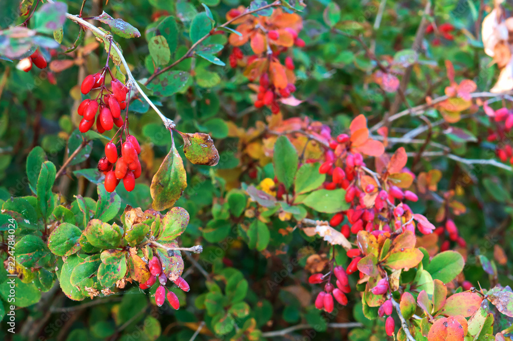 Obraz premium The red fruit of the barberry plants. The berries on the barberry Bush.
