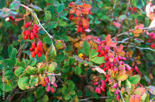 The red fruit of the barberry plants. The berries on the barberry Bush.
