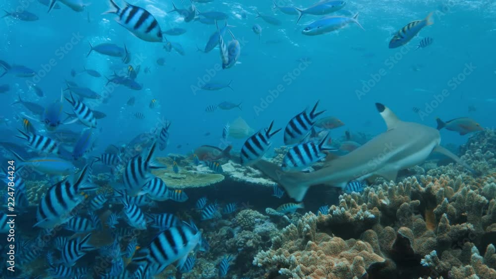 Deep ocean, wildlife scenery, Bullshark feeding underwater, a lot of sharks swimming around, closeup shot, predator passing by, blue sea water on background, extreme diving at Fiji Deep ocean, wildlife scenery, Bullshark feeding underwater, a lot of sharks swimming around, closeup shot, predator passing by, blue sea water on background, extreme diving at Fiji