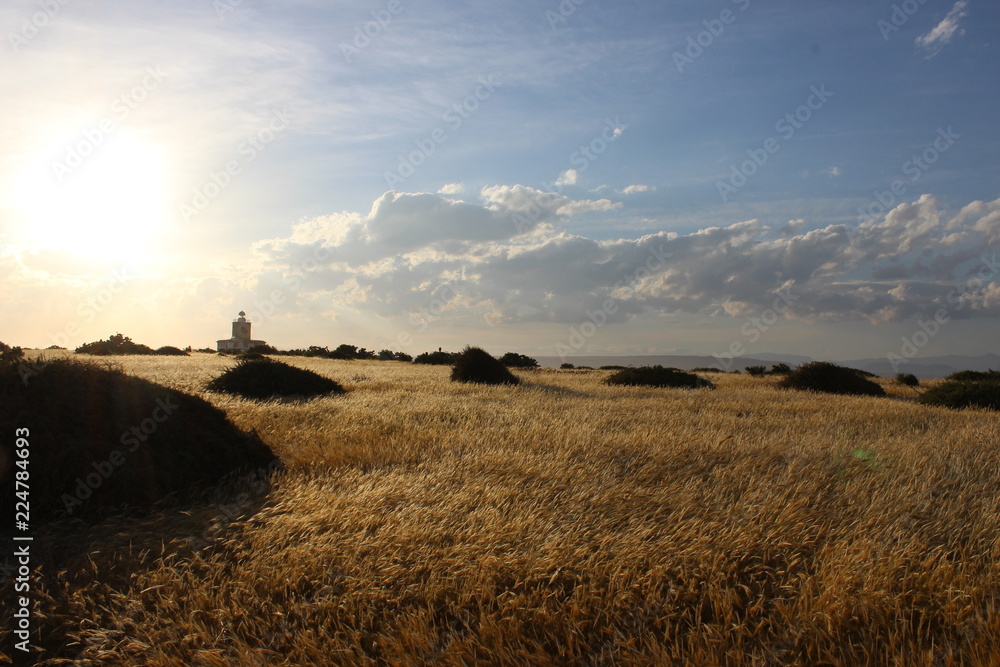Fototapeta premium Landscape, field, island