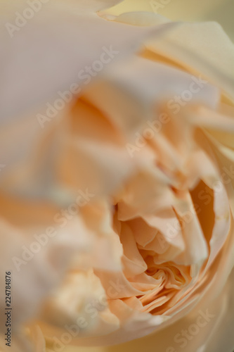 Close up of an emerging rose blossom