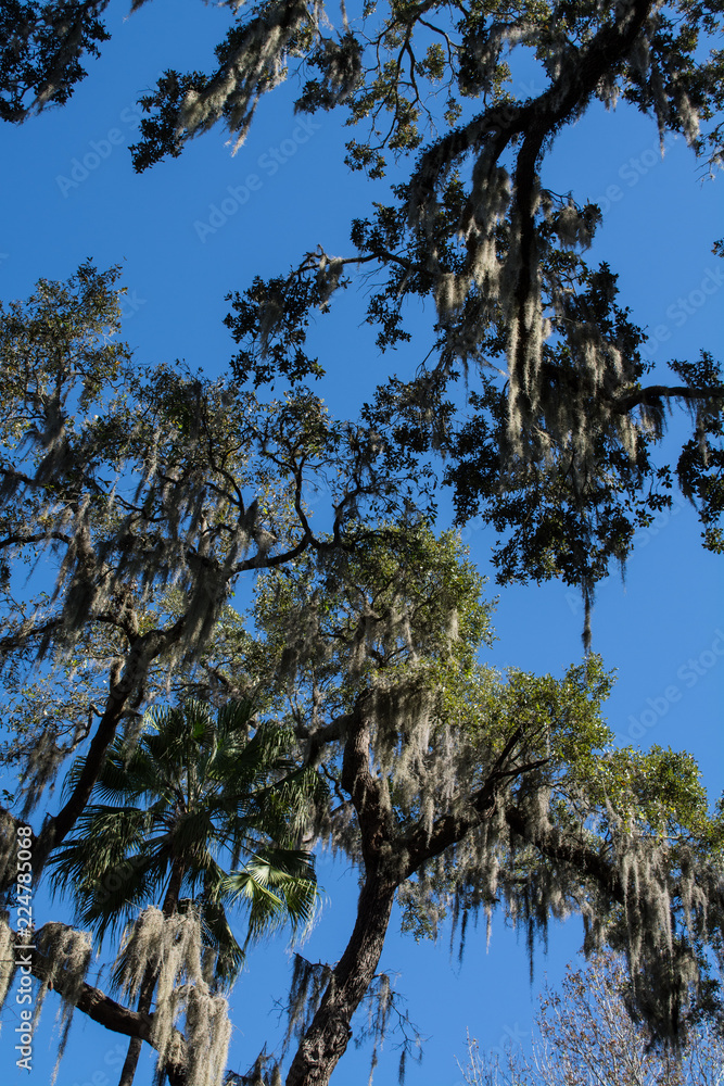Spanish moss covered trees against bright blue sky Spanish moss covered trees against bright blue sky