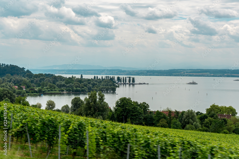 Wundervolle Sicht auf ein Weinfeld am Bodensee. 