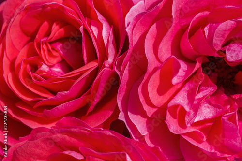 Close up of vibrant red rose flowers 