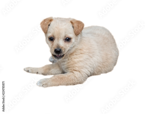 Little puppy lies and smiles - isolated image