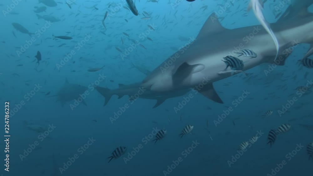 Deep ocean, wildlife scenery, shark feeding underwater, a lot of sharks swimming around, closeup shot, predator passing by, blue sea water on background, extreme diving at Fiji Deep ocean, wildlife scenery, shark feeding underwater, a lot of sharks swimming around, closeup shot, predator passing by, blue sea water on background, extreme diving at Fiji